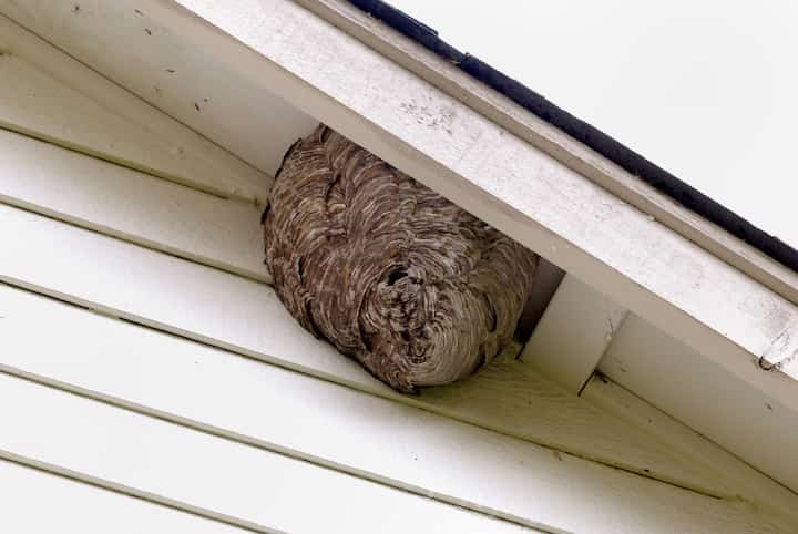 burbank pest control